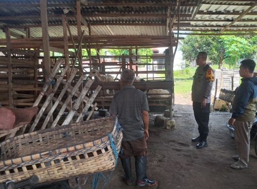 Terekam CCTV: Maling Santai Gondol Domba di Jombang