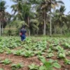DPRD Blitar Dorong Modernisasi Tembakau: Dukung Penuh Uji Pupuk Kementan