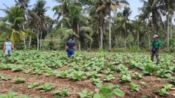 DPRD Blitar Dorong Modernisasi Tembakau: Dukung Penuh Uji Pupuk Kementan
