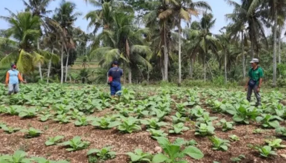 DPRD Blitar Dorong Modernisasi Tembakau: Dukung Penuh Uji Pupuk Kementan