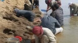 Kilau Eufrat: Emas, Asa, dan Nubuat di Tepi Sungai Surut