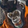 PRIMATE: Ketika Liburan Tropis Berujung Teror Simpanse Gila
