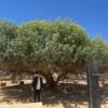 Pohon Sahabi di Gurun Yordania, Satu-satunya “Sahabat Nabi” yang Masih Hidup di Dunia