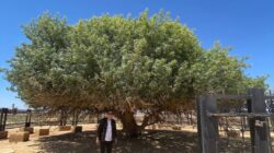 Pohon Sahabi di Gurun Yordania, Satu-satunya “Sahabat Nabi” yang Masih Hidup di Dunia