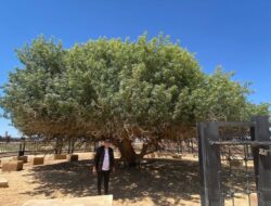 Pohon Sahabi di Gurun Yordania, Satu-satunya “Sahabat Nabi” yang Masih Hidup di Dunia