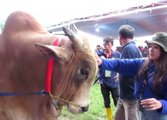 Deretan Event Nasional di Jember Siap Digelar, Minim Pakai APBD