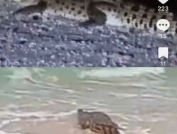 Setelah Watu Leter, Giliran Pantai Pasir Panjang Diterpa Isu Penampakan Buaya