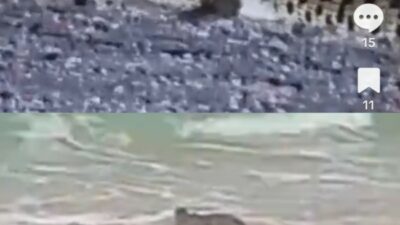 Setelah Watu Leter, Giliran Pantai Pasir Panjang Diterpa Isu Penampakan Buaya