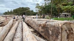 Menyingkap Fakta Ribuan Kayu Berstiker Kemenhut di Pesisir Barat Lampung Menyingkap Fakta Ribuan Kayu Berstiker Kemenhut di Pesisir Barat Lampung