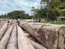 Menyingkap Fakta Ribuan Kayu Berstiker Kemenhut di Pesisir Barat Lampung