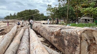 Menyingkap Fakta Ribuan Kayu Berstiker Kemenhut di Pesisir Barat Lampung Menyingkap Fakta Ribuan Kayu Berstiker Kemenhut di Pesisir Barat Lampung