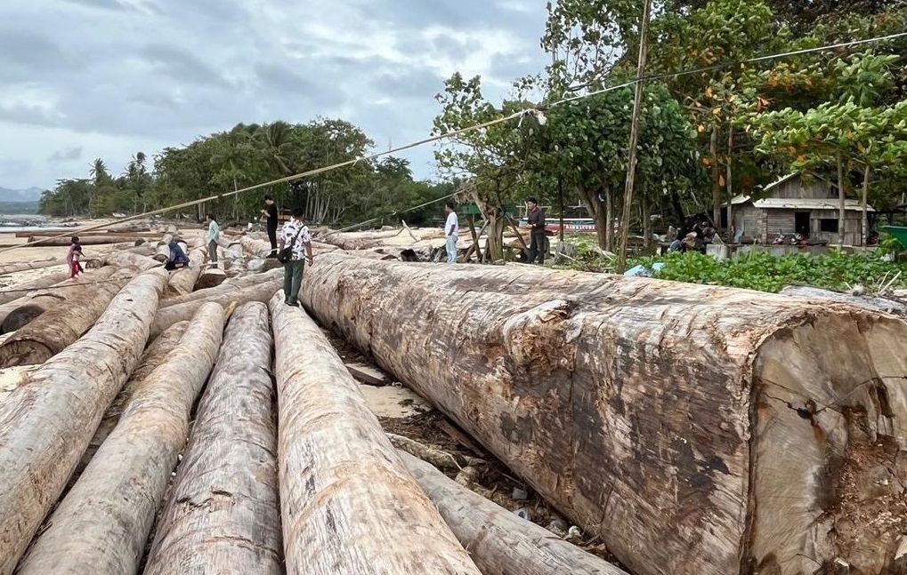 Menyingkap Fakta Ribuan Kayu Berstiker Kemenhut di Pesisir Barat Lampung