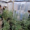 Modus Greenhouse: Ladang Ganja dalam Rumah di Jombang Terbongkar