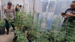 Modus Greenhouse: Ladang Ganja dalam Rumah di Jombang Terbongkar Modus Greenhouse: Ladang Ganja dalam Rumah di Jombang Terbongkar