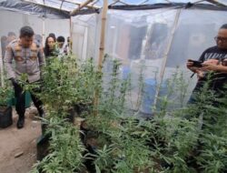 Modus Greenhouse: Ladang Ganja dalam Rumah di Jombang Terbongkar