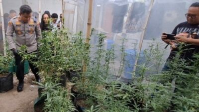 Modus Greenhouse: Ladang Ganja dalam Rumah di Jombang Terbongkar