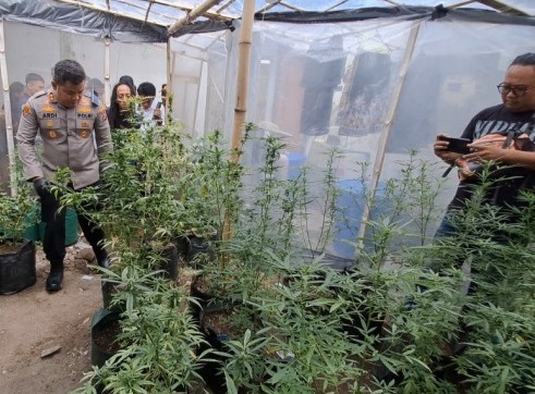 Modus Greenhouse: Ladang Ganja dalam Rumah di Jombang Terbongkar Modus Greenhouse: Ladang Ganja dalam Rumah di Jombang Terbongkar