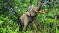 1.040 Sertifikat Warga di Taman Nasional Tesso Nilo Dibatalkan, Nusron Wahid: Harus Kembali Jadi Fungsi Hutan