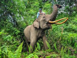 1.040 Sertifikat Warga di Taman Nasional Tesso Nilo Dibatalkan, Nusron Wahid: Harus Kembali Jadi Fungsi Hutan