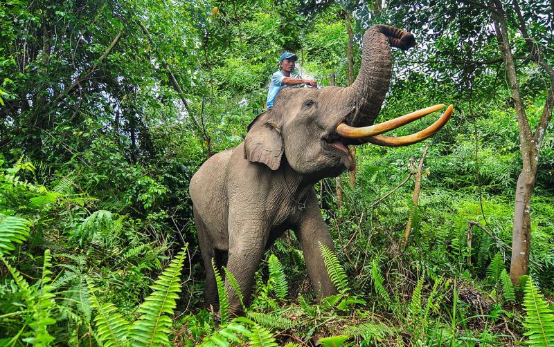 1.040 Sertifikat Warga di Taman Nasional Tesso Nilo Dibatalkan, Nusron Wahid: Harus Kembali Jadi Fungsi Hutan