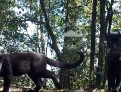 Keberadaan Macan Tutul Jawa di Bromo-Semeru Jadi Sinyal Kelestarian Alam