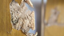 Rumah di Jakarta Dekat Sungai & Area Rawan Banjir Lebih Butuh Anti Rayap