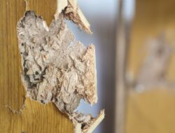 Rumah di Jakarta Dekat Sungai & Area Rawan Banjir Lebih Butuh Anti Rayap