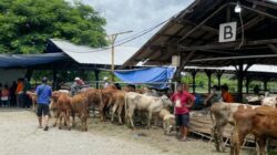 Ratusan Warga Situbondo Pulang Bawa 1 Sapi dan 2 Domba