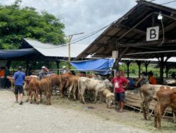 Ratusan Warga Situbondo Pulang Bawa 1 Sapi dan 2 Domba