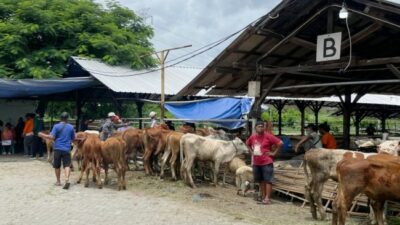Ratusan Warga Situbondo Pulang Bawa 1 Sapi dan 2 Domba