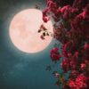 Pink Moon Segera Muncul, Benarkah Bulan Akan Berwarna Merah Muda?