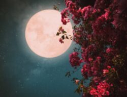 Pink Moon Segera Muncul, Benarkah Bulan Akan Berwarna Merah Muda?