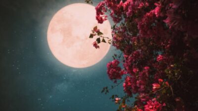 Pink Moon Segera Muncul, Benarkah Bulan Akan Berwarna Merah Muda?