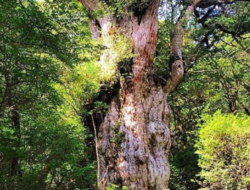 Merekam Sejarah Akar Raksasa Pohon-Pohon Tertua di Bumi