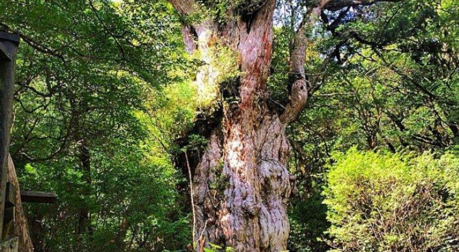 Merekam Sejarah Akar Raksasa Pohon-Pohon Tertua di Bumi