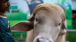 Kerbau Albino ‘Donald Trump’ Selamat dari Kurban Idul Adha Bangladesh