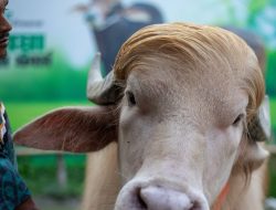 Kerbau Albino ‘Donald Trump’ Selamat dari Kurban Idul Adha Bangladesh