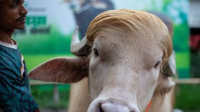 Kerbau Albino ‘Donald Trump’ Selamat dari Kurban Idul Adha Bangladesh