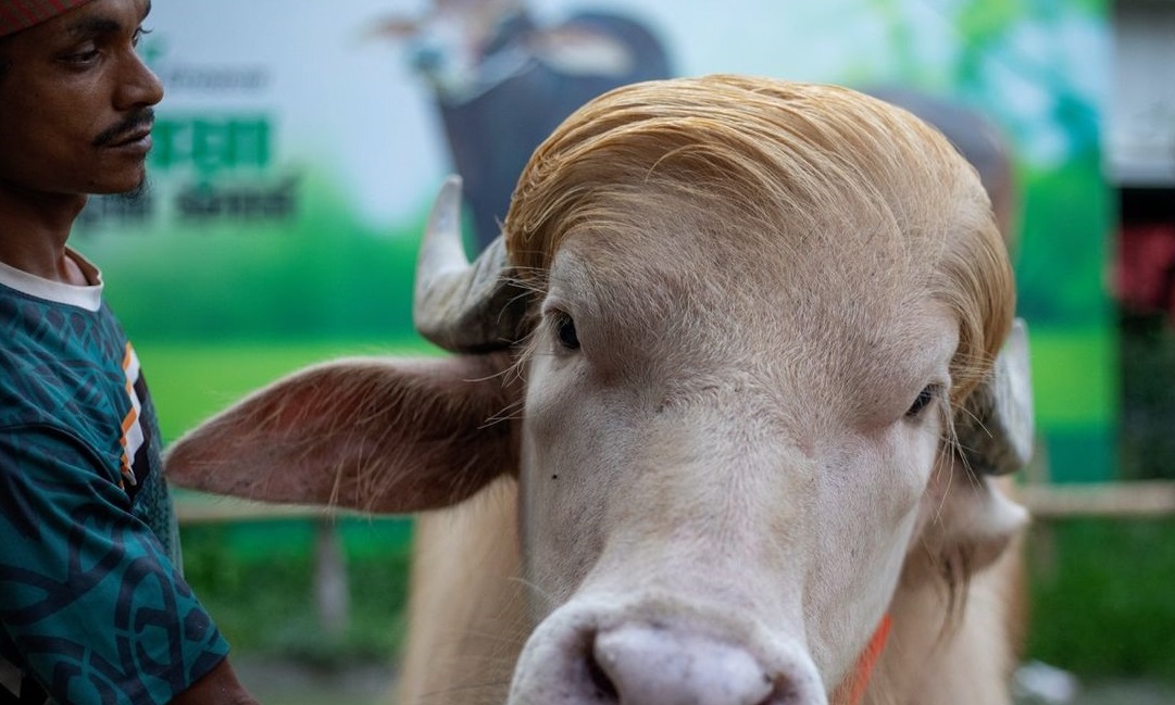Kerbau Albino ‘Donald Trump’ Selamat dari Kurban Idul Adha Bangladesh Kerbau Albino ‘Donald Trump’ Selamat dari Kurban Idul Adha Bangladesh