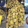 Musim Panen Bikin Harga Durian Malaysia Terjun Bebas, Musang King Ikut Murah