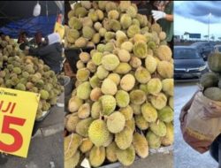 Musim Panen Bikin Harga Durian Malaysia Terjun Bebas, Musang King Ikut Murah