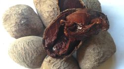 Kluwek: Dari Racun Mematikan di Hutan Tropis ke Bumbu Rawon Legendaris