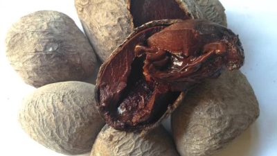 Kluwek: Dari Racun Mematikan di Hutan Tropis ke Bumbu Rawon Legendaris