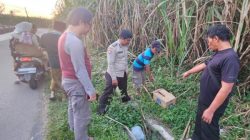 Bayi Perempuan Ditemukan Tewas Dalam Kardus di Kebun Tebu Malang