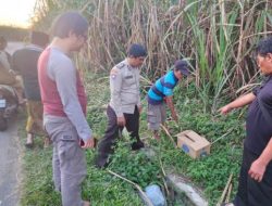 Bayi Perempuan Ditemukan Tewas Dalam Kardus di Kebun Tebu Malang