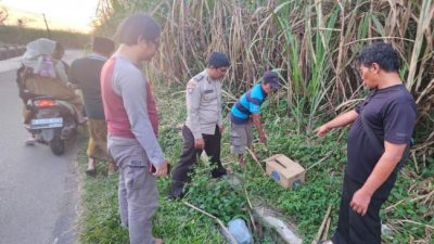 Bayi Perempuan Ditemukan Tewas Dalam Kardus di Kebun Tebu Malang