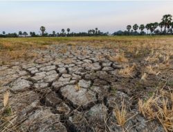 BMKG: El Nino Masih Aktif, Jawa Timur Masuk Wilayah Rawan Kekeringa