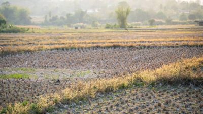 BMKG: Indonesia Resmi Masuk Fase El Nino Kuat, Risiko Kekeringan Meningkat