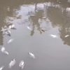 Ikan Mati Masal usai Diberi Nasi Sisa MBG, Ini Penjelasan Ilmiahnya