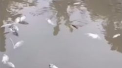 Ikan Mati Masal usai Diberi Nasi Sisa MBG, Ini Penjelasan Ilmiahnya